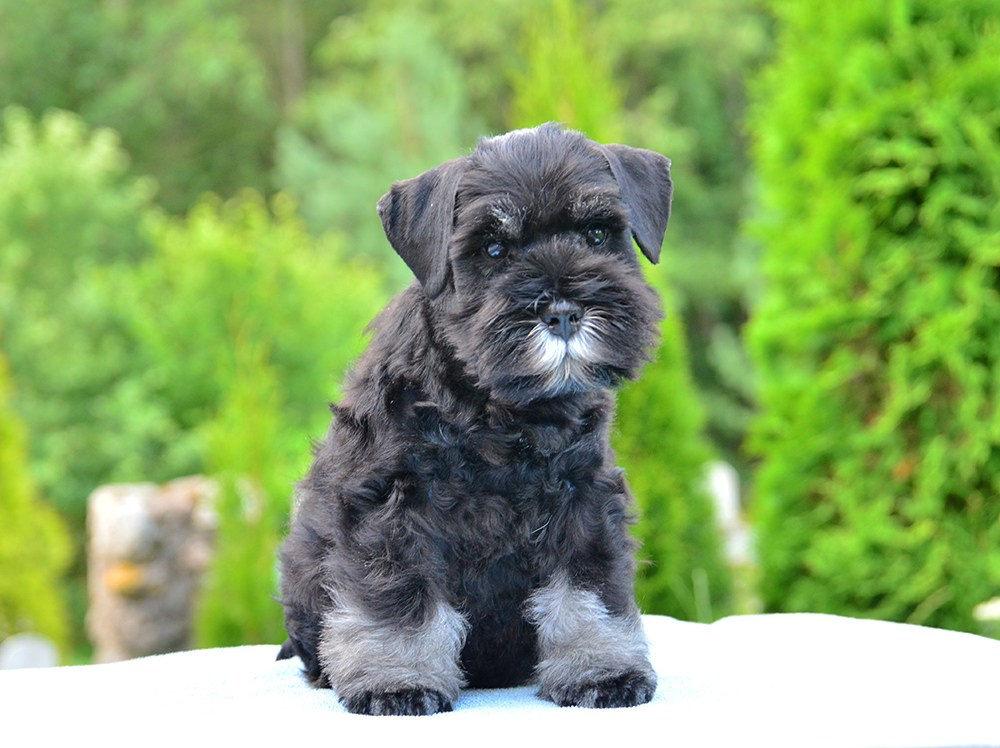 #цвергшнауцер #щенокцвергшнауцера #питомникцвергшнауцеров #делинсобэлэнс