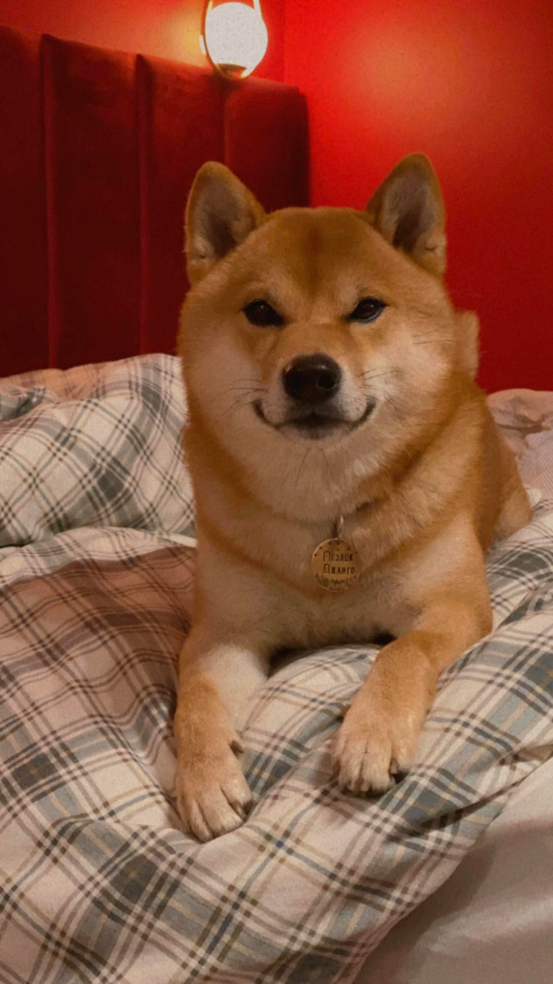 Щенки сиба-ину, шиба, Санкт-Петербург, RUBYLIGHT kennel