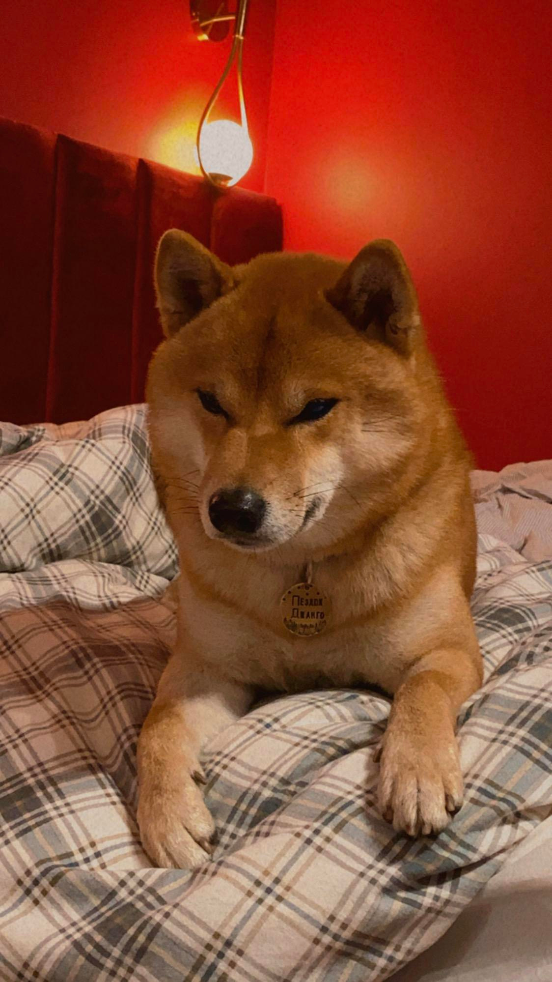 Щенки сиба-ину, шиба, Санкт-Петербург, RUBYLIGHT kennel