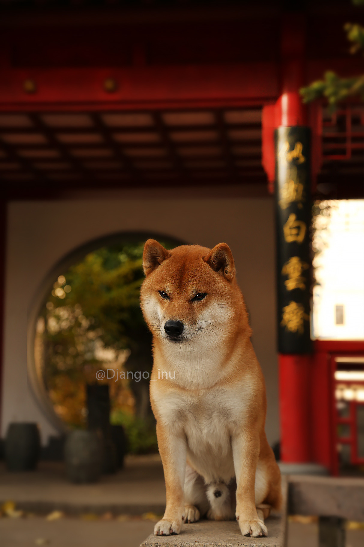 Щенки сиба-ину, шиба, Санкт-Петербург, RUBYLIGHT kennel