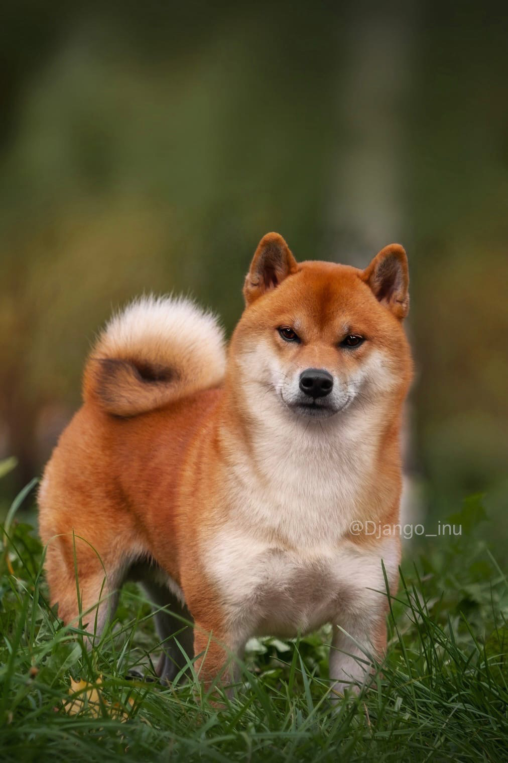 Щенки сиба-ину, шиба, Санкт-Петербург, RUBYLIGHT kennel