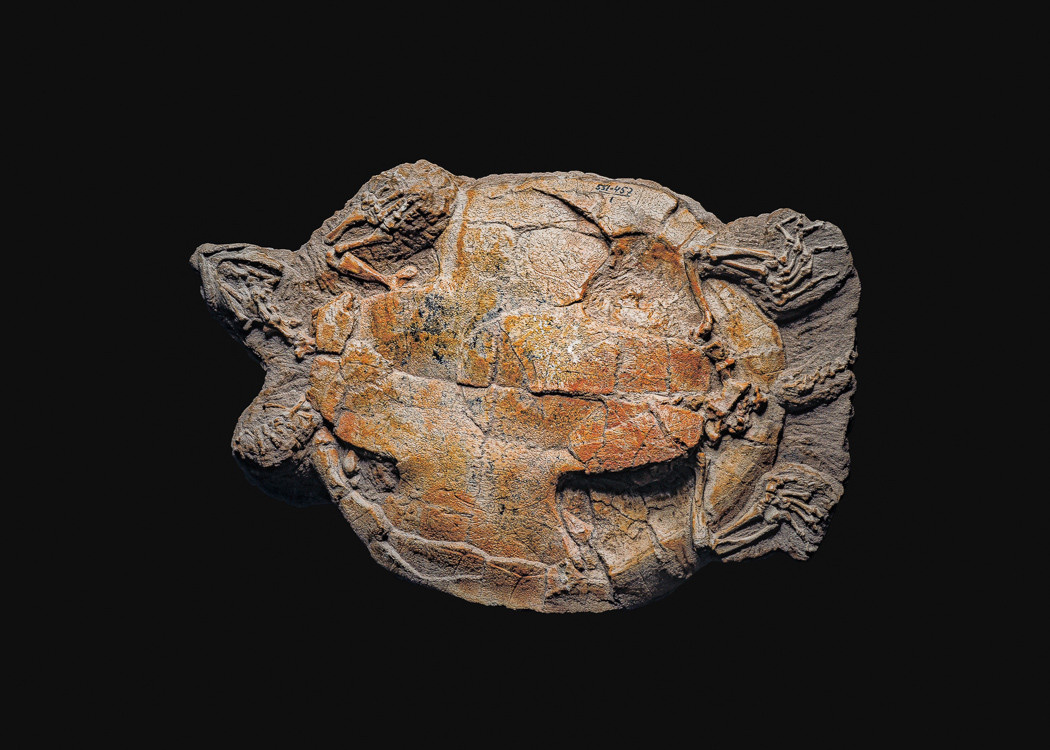 The Fossil. Andrey Akimov Photography