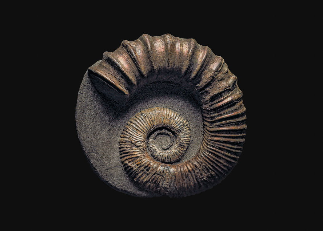 The Fossil. Andrey Akimov Photography