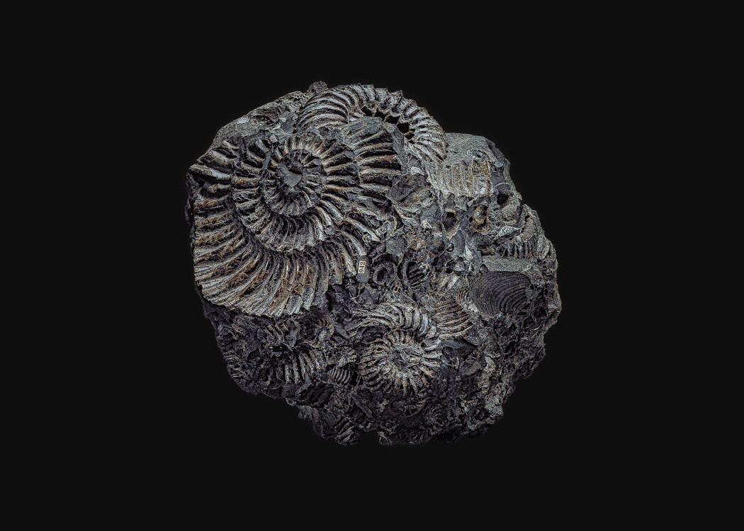 The Fossil. Andrey Akimov Photography