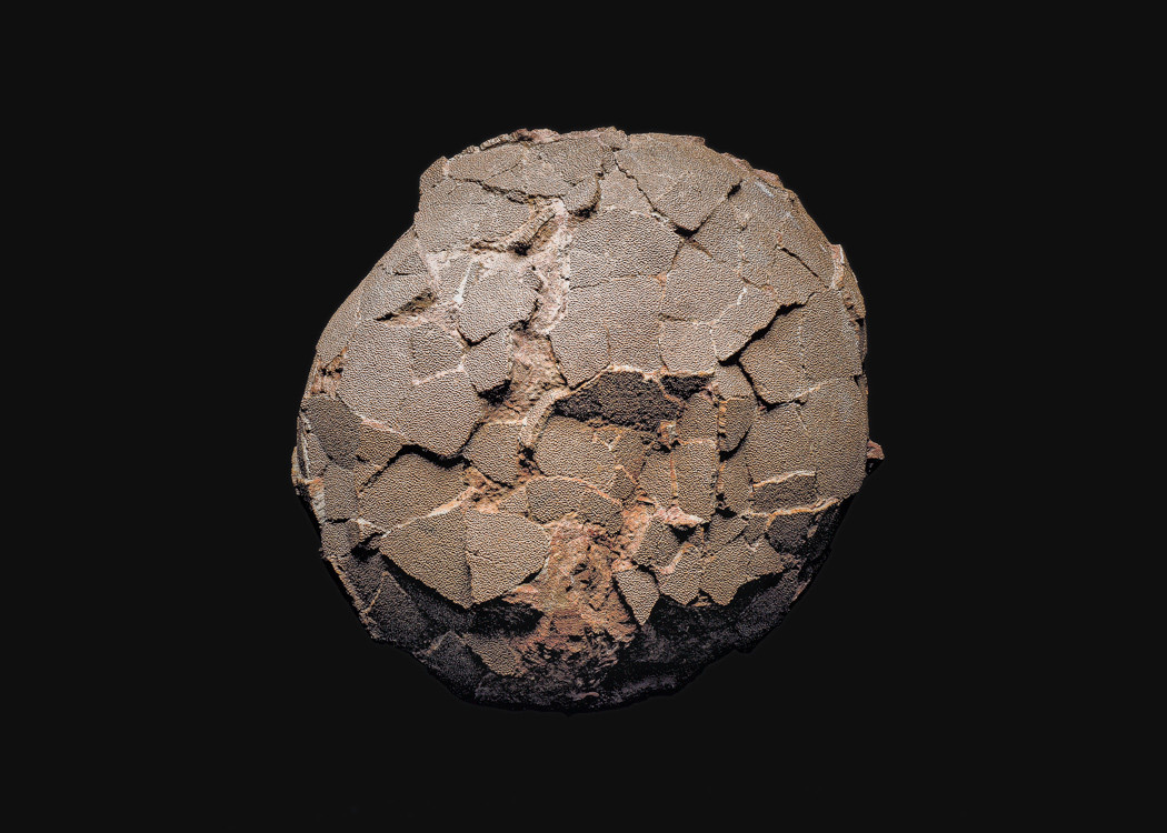 The Fossil. Andrey Akimov Photography