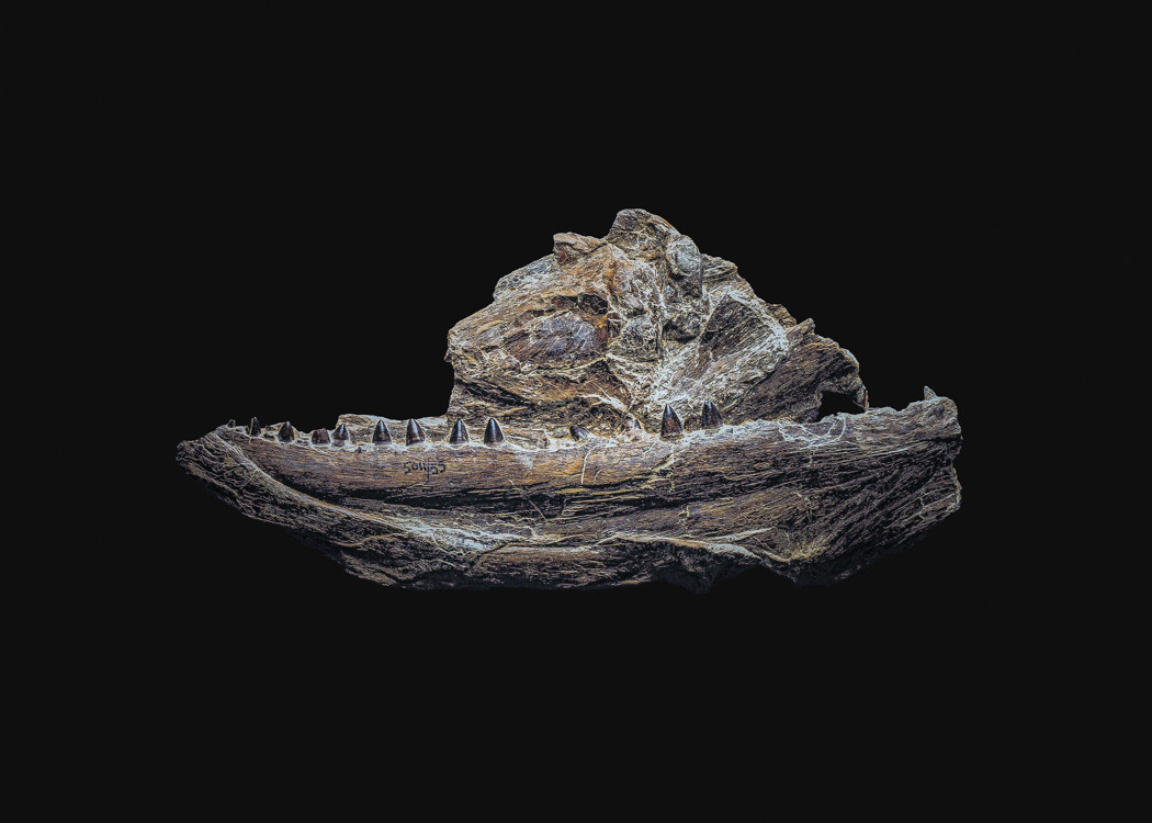 The Fossil. Andrey Akimov Photography