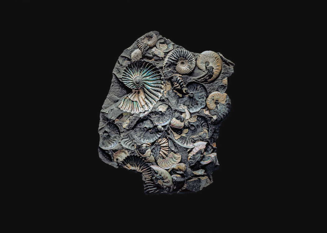 The Fossil. Andrey Akimov Photography