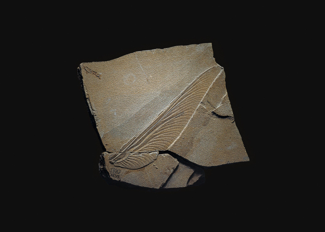 The Fossil. Andrey Akimov Photography