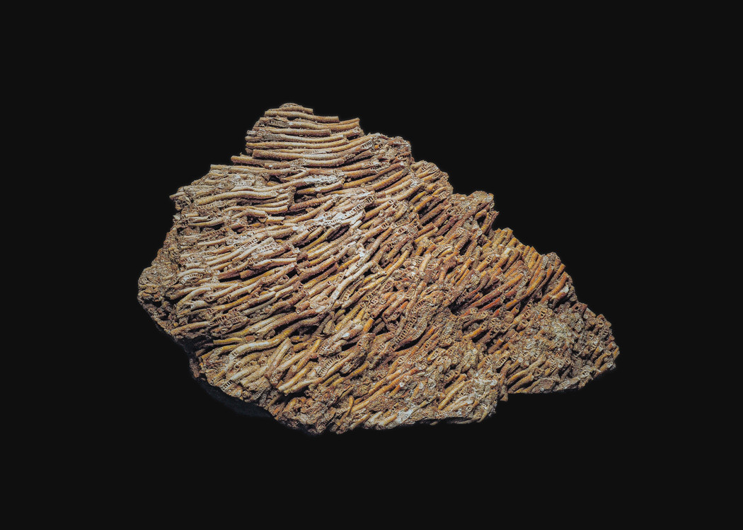 The Fossil. Andrey Akimov Photography