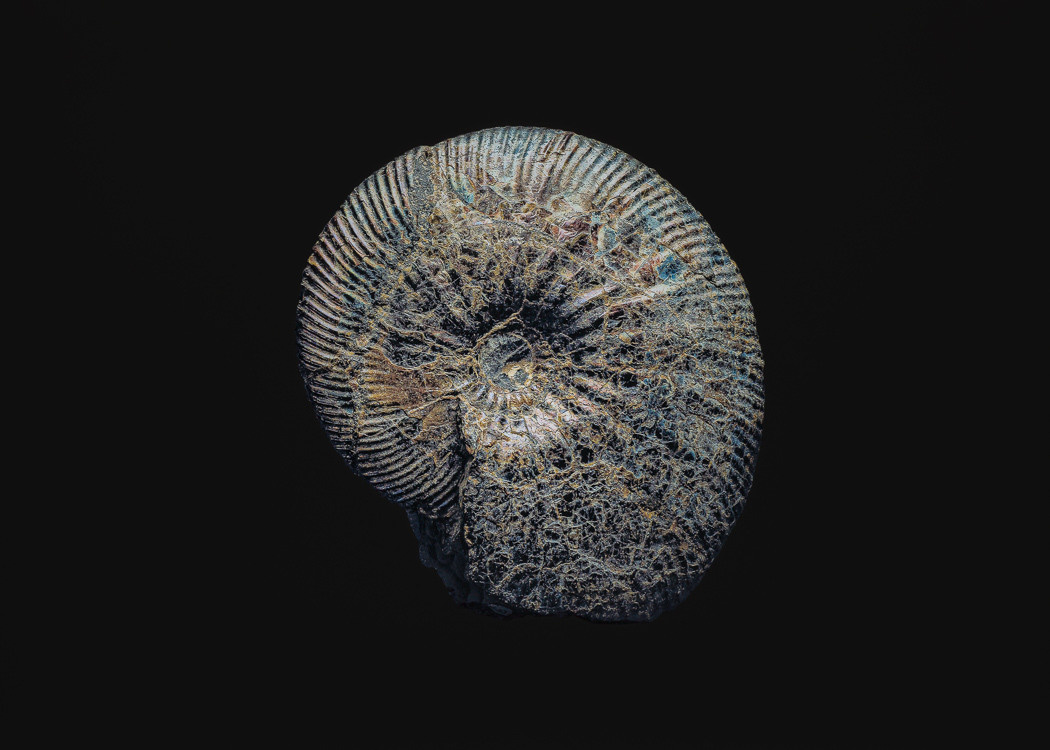 The Fossil. Andrey Akimov Photography