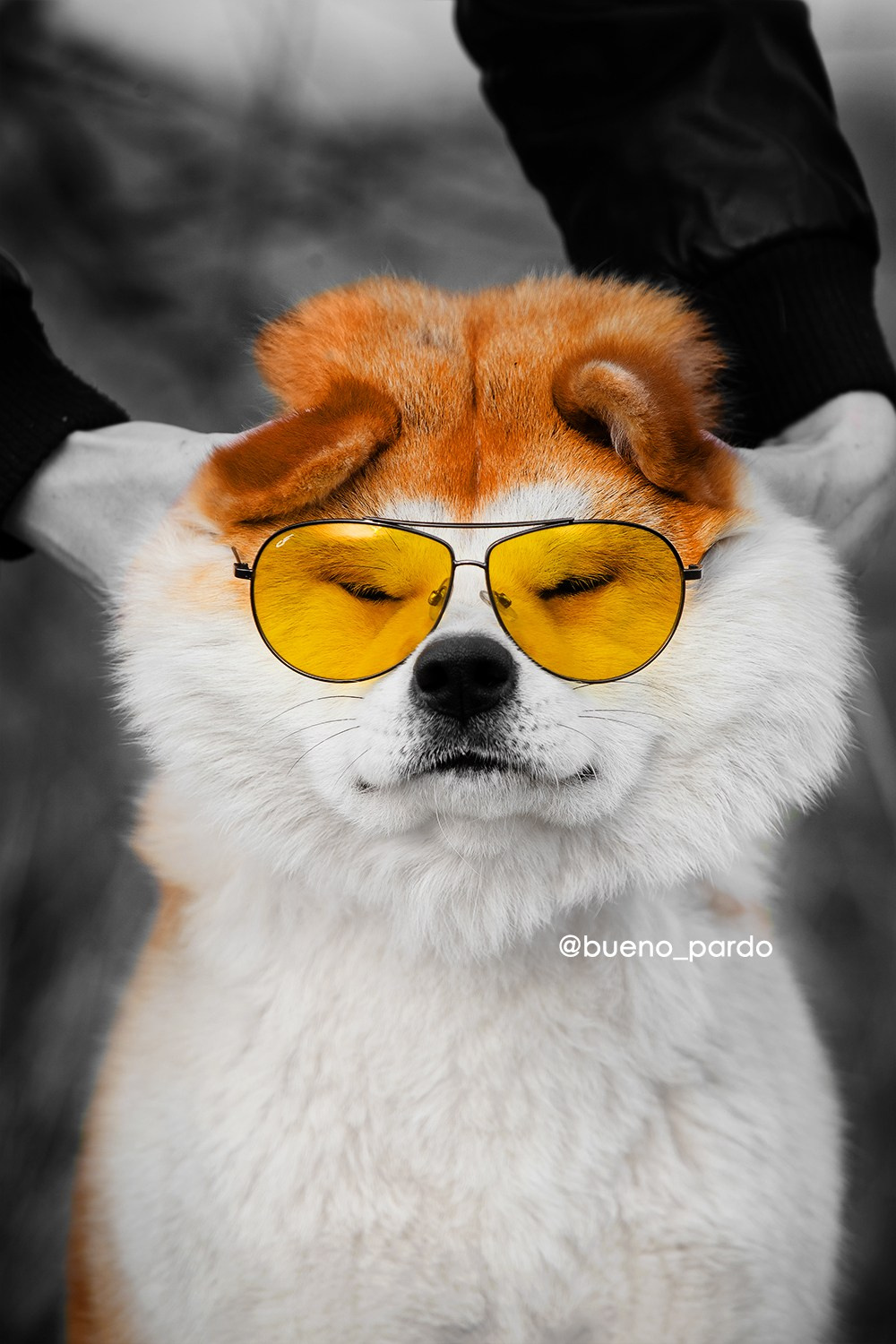 Щенки японской акита ину из питомника. Питомник собак Акита, Хаски, Корги