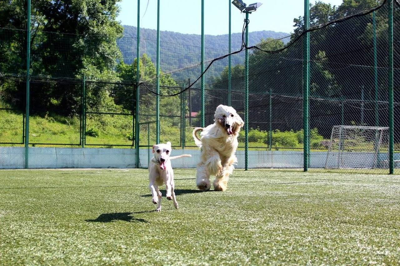 Первые наши собаки. Профессиональный питомник левреток РКФ/FCI ASTI SAPPHIRE 💎 Сочи|Санкт-Петербург