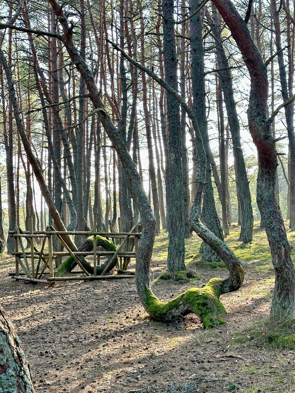 Фототур «Свет янтаря в сердце Балтики». Ольга Котова