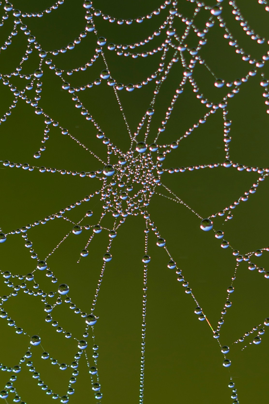 Первая охота совят. The first hunt of owlets. Фотограф Сергей Пупонин