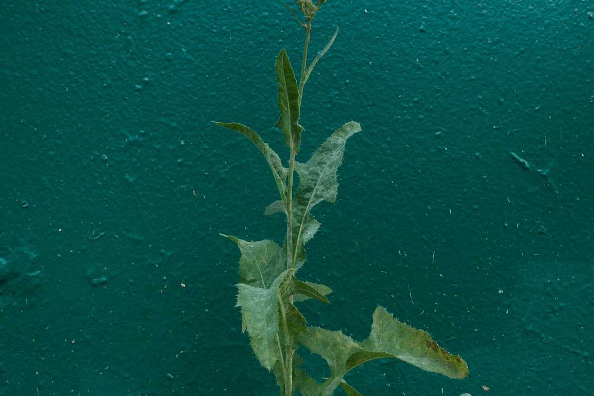 8-9/25. Иван Кобяков