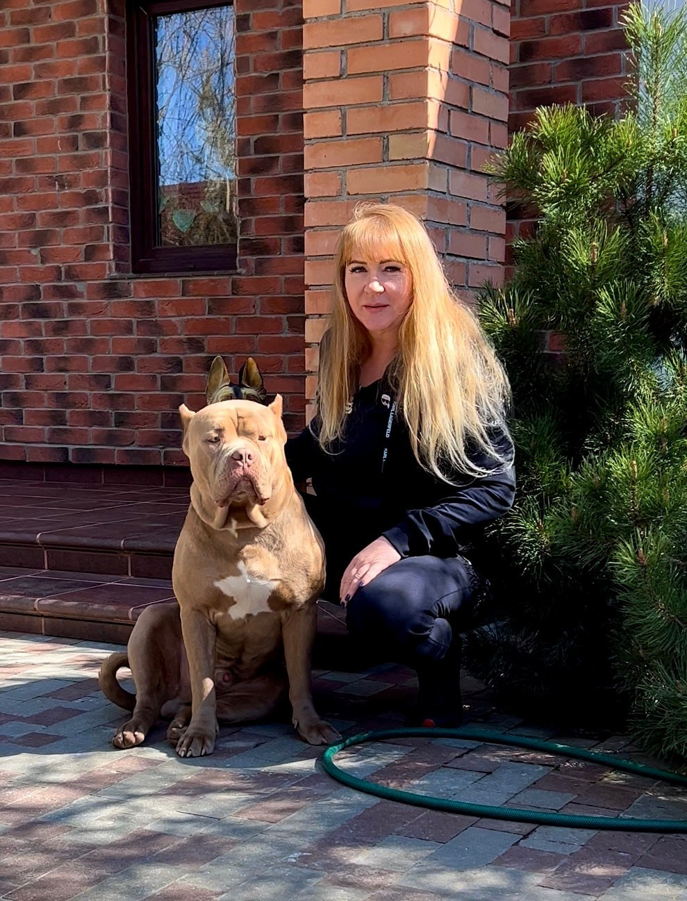 GBU JEDI. Американские булли XL в г. Калининград. Питомник Great Bully UNIVERSE