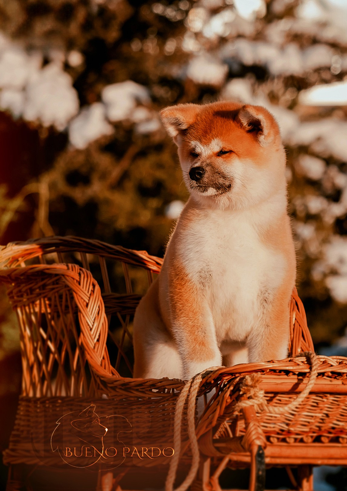 Щенки японской акита ину из питомника. Питомник собак Акита, Хаски, Корги