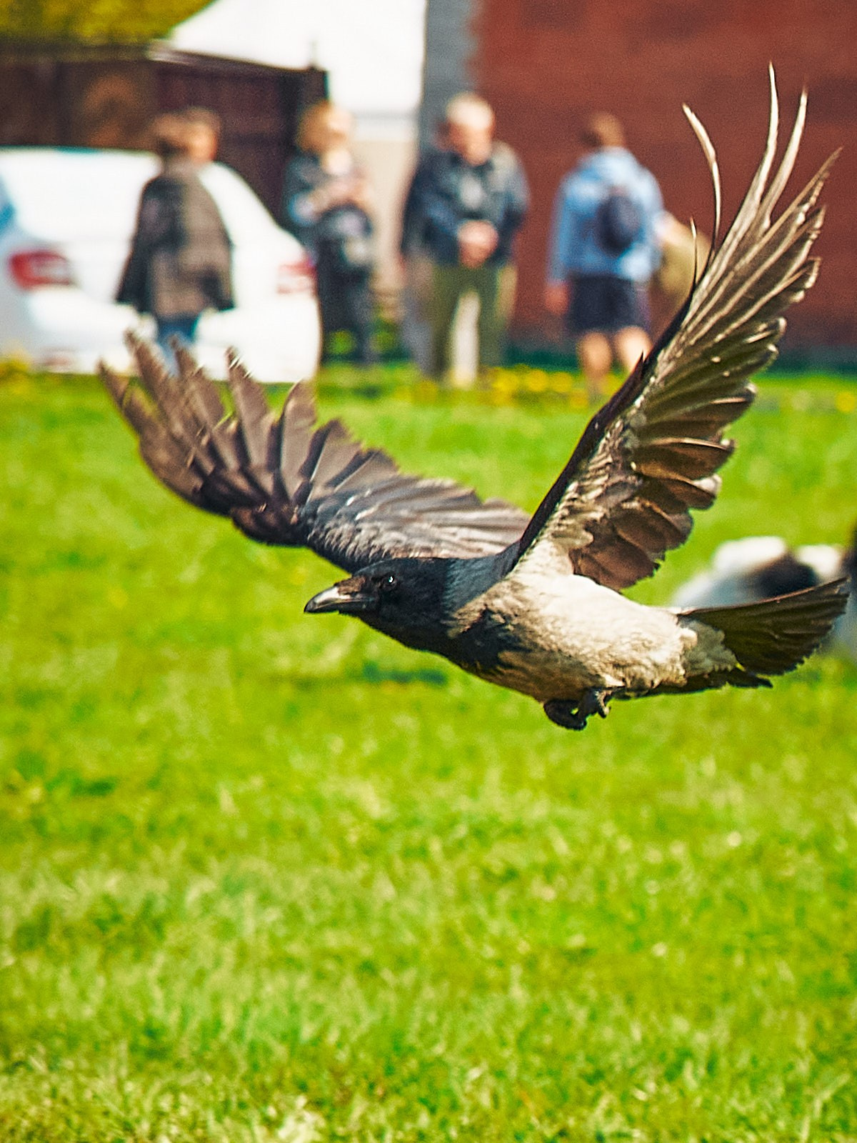 Вороны. НЕЙРО-АРТы Воеводова