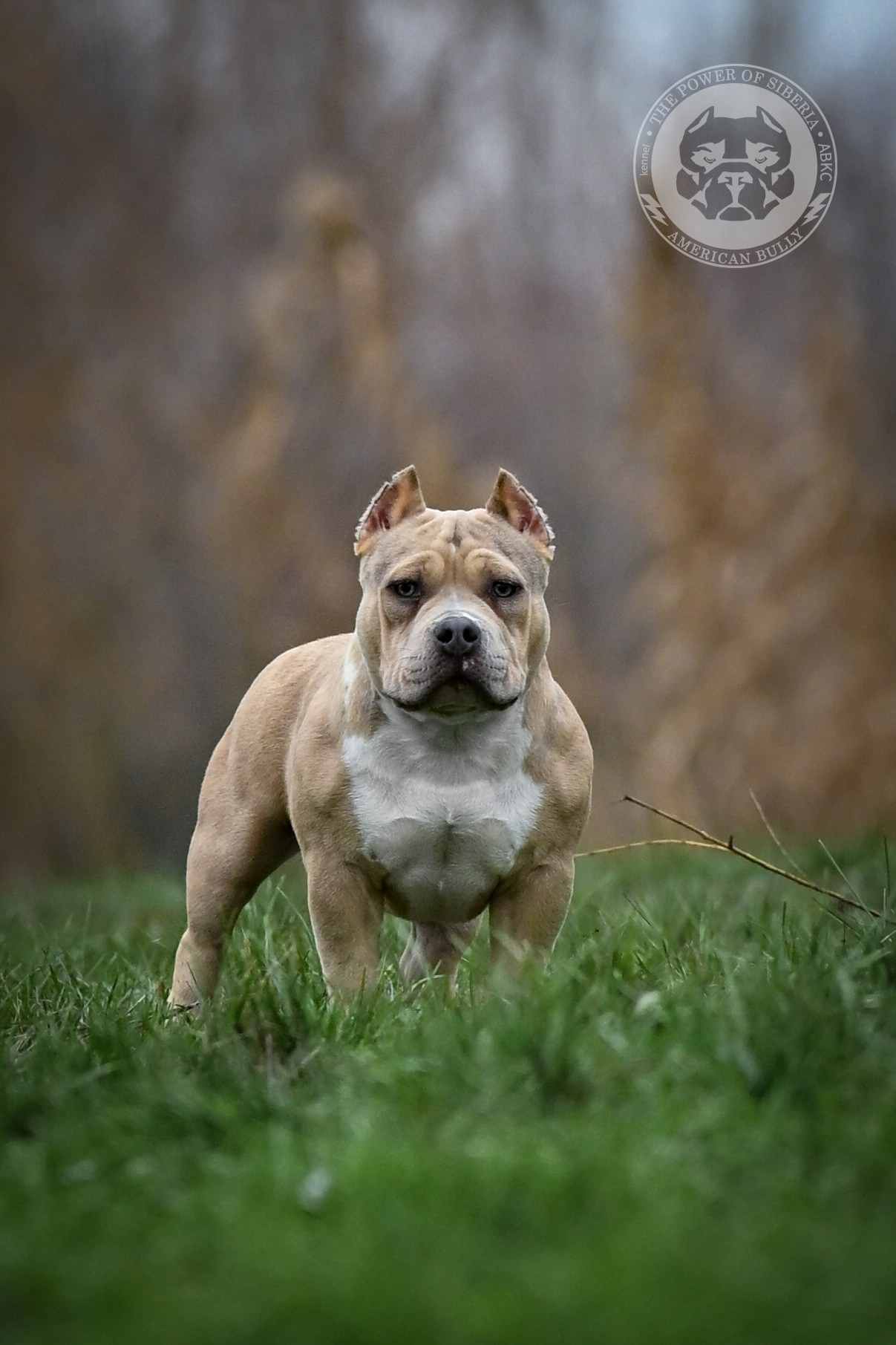 Все свободные щенки. Американский Булли в г. Ростов-на-Дону. Питомник THE POWER OF SIBERIA