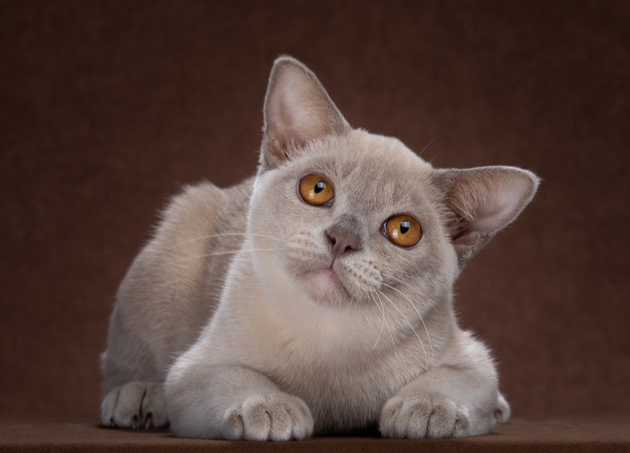 Питомник европейской бурмы BurLabella