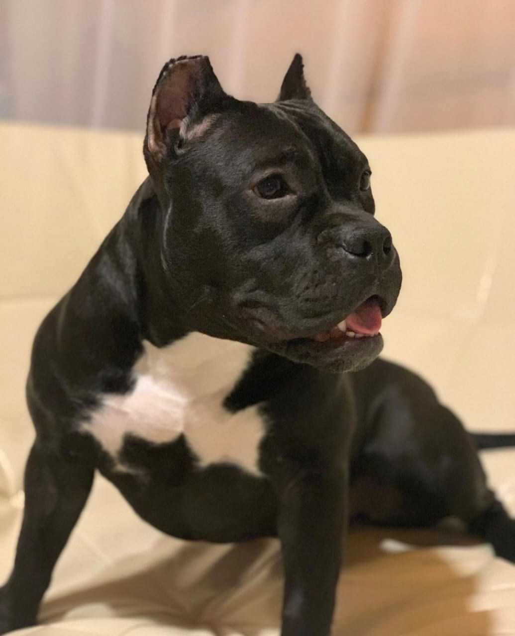 девочка American Bully в черном окрасе