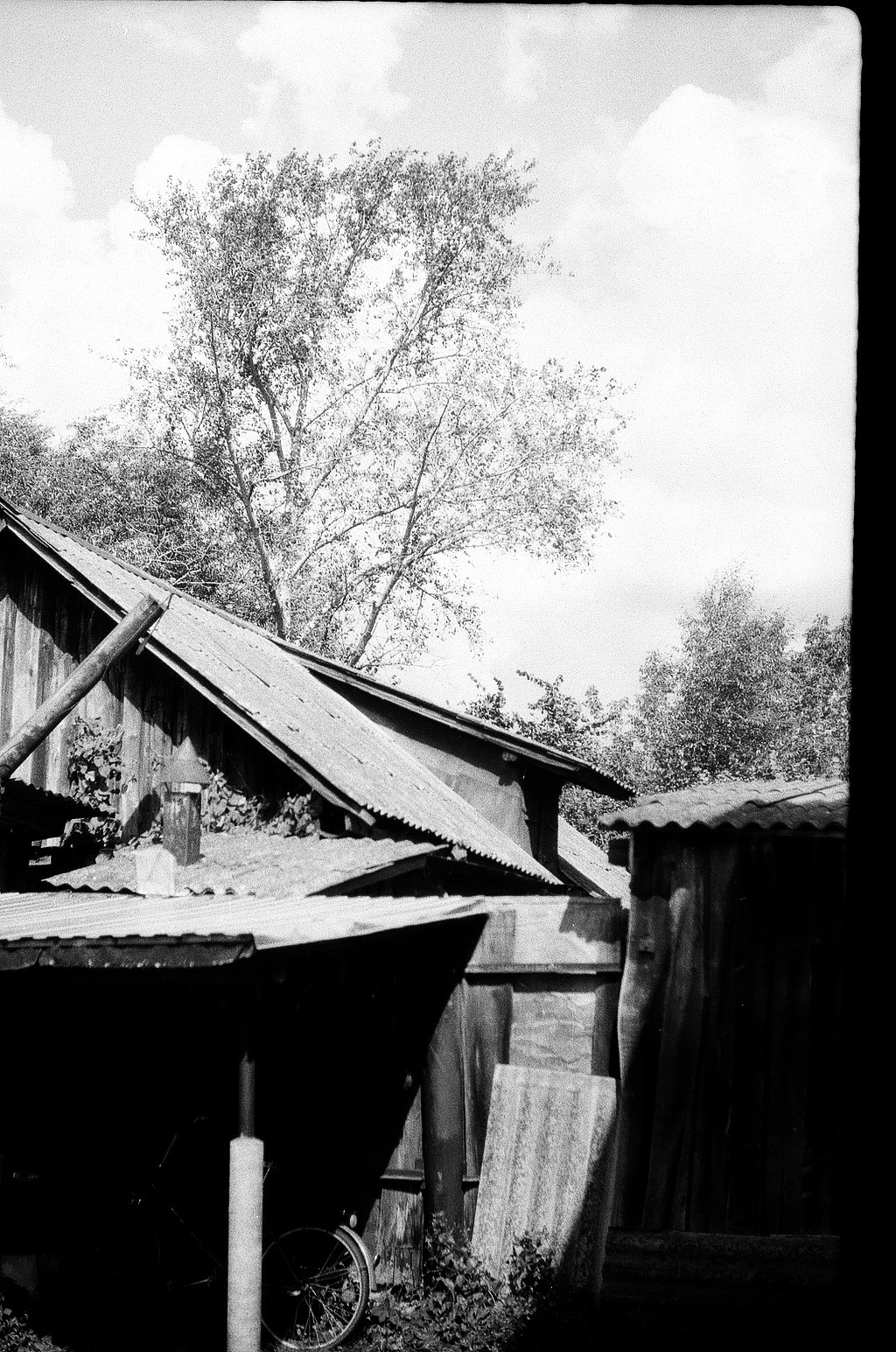 Плакучая ива. Фотограф-любитель Ксения Мирзоян