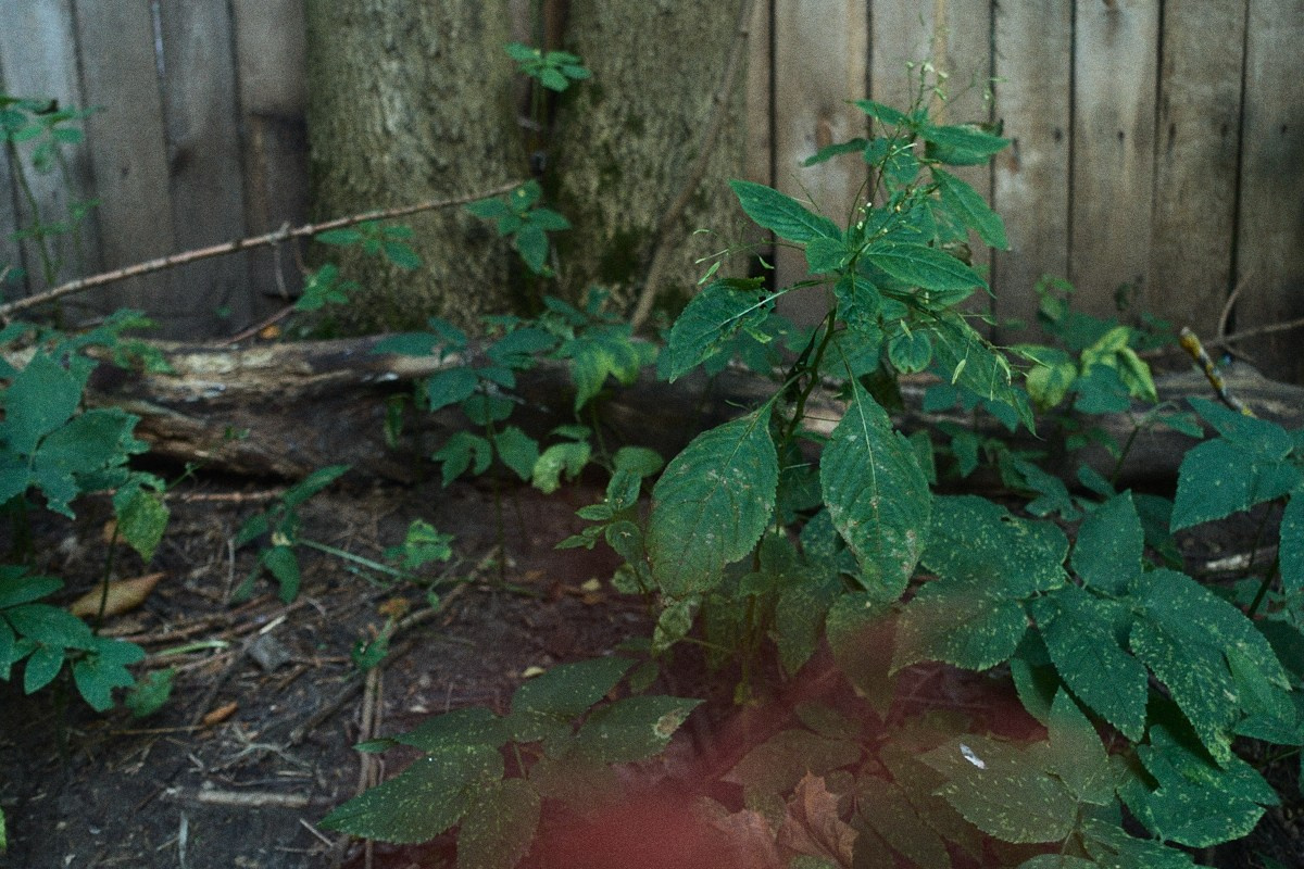 8-9/25. Иван Кобяков