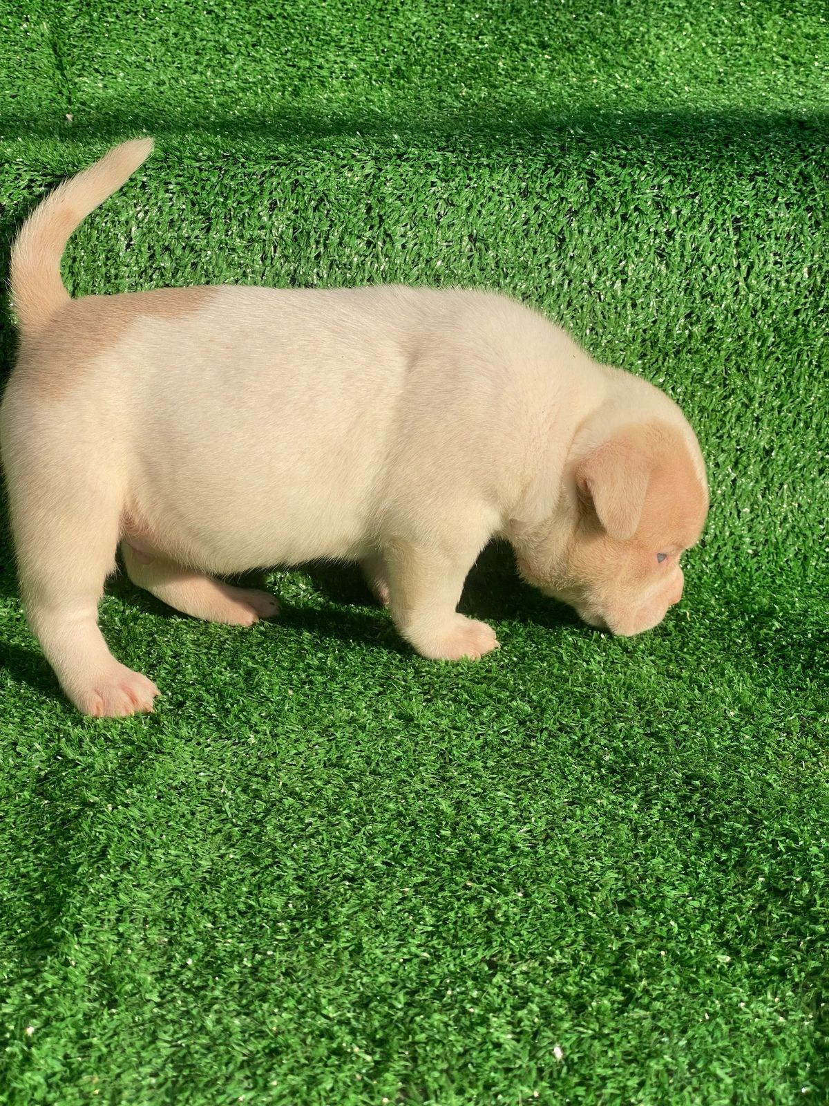 Помет Каспер и Кентуки. 14.05.25. Американский Булли в г. Ростов-на-Дону. Питомник THE POWER OF SIBERIA