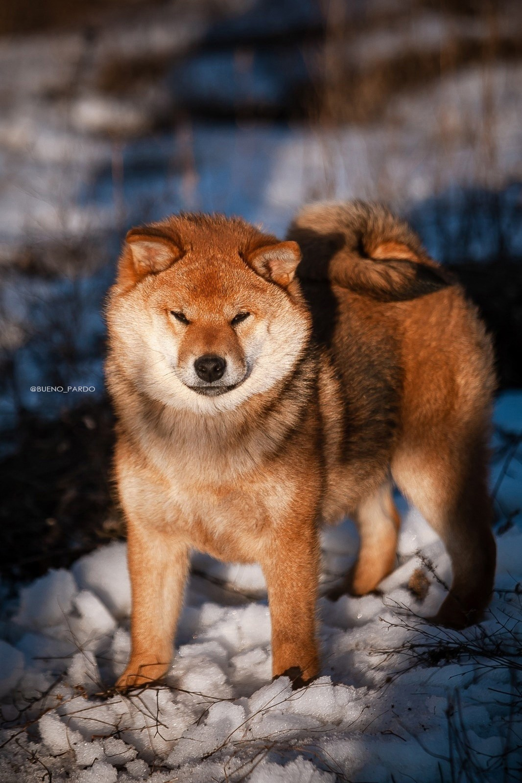 Kawaii Kuma питомник собак пород Корги пемброк, Акита ину, Сиба