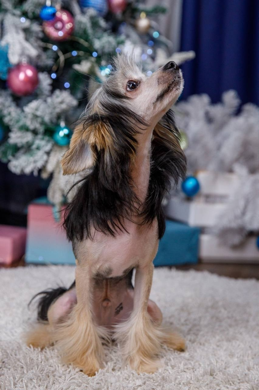 Laisan Island Franklin (Franklin). 6 months. Chinese Crested Dog Kennel Poale Ell