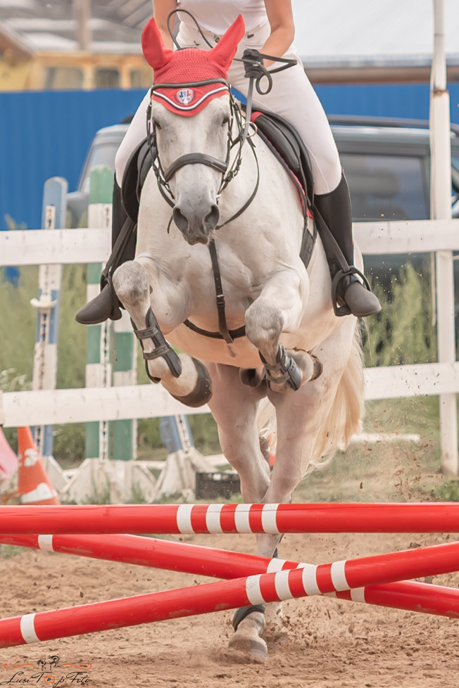 Открытая тренировка по выездке и конкуру в КК Резвая. Конный и фотограф с животными в Твери Топталова Люся