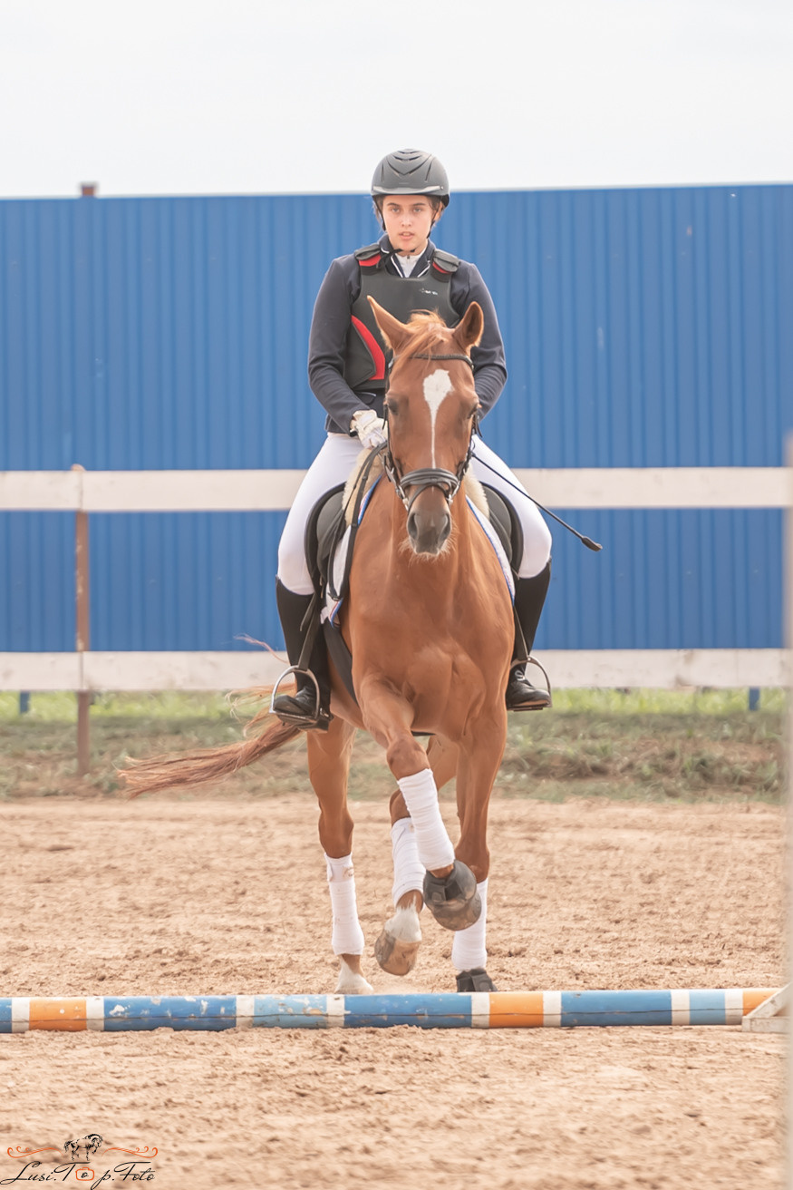 Открытая тренировка по выездке и конкуру в КК Резвая. Конный и фотограф с животными в Твери Топталова Люся