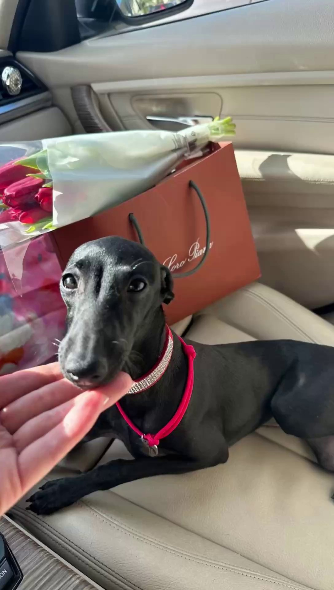 Доставка щенков по всему миру. Профессиональный питомник левреток РКФ/FCI ASTI SAPPHIRE 💎 Сочи|Санкт-Петербург