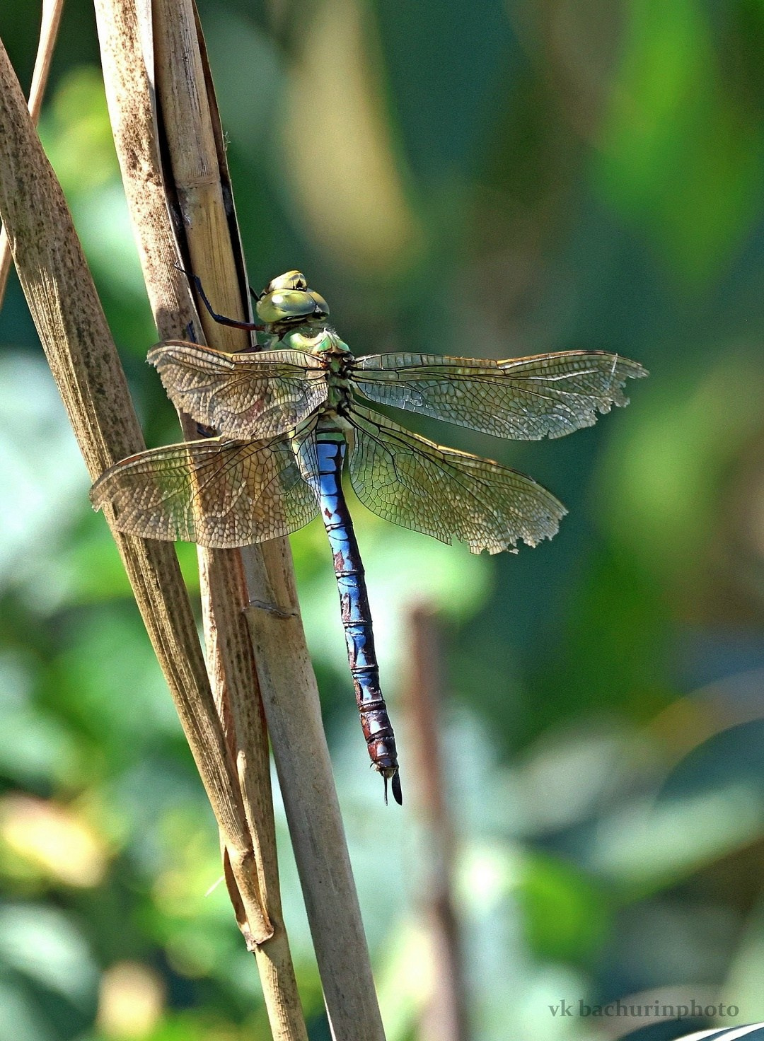 Вдохновение из природы: Фотограф-натуралист и его увлечение редкими птицами. АНО «Центра социальных проектов «Путь в большой мир»