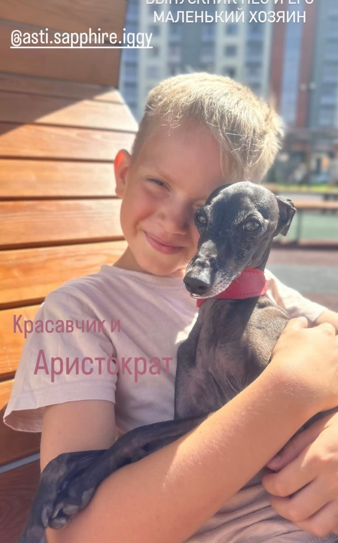 Левретка и ребенок: нежная дружба. Профессиональный питомник левреток РКФ/FCI ASTI SAPPHIRE 💎 Сочи|Санкт-Петербург