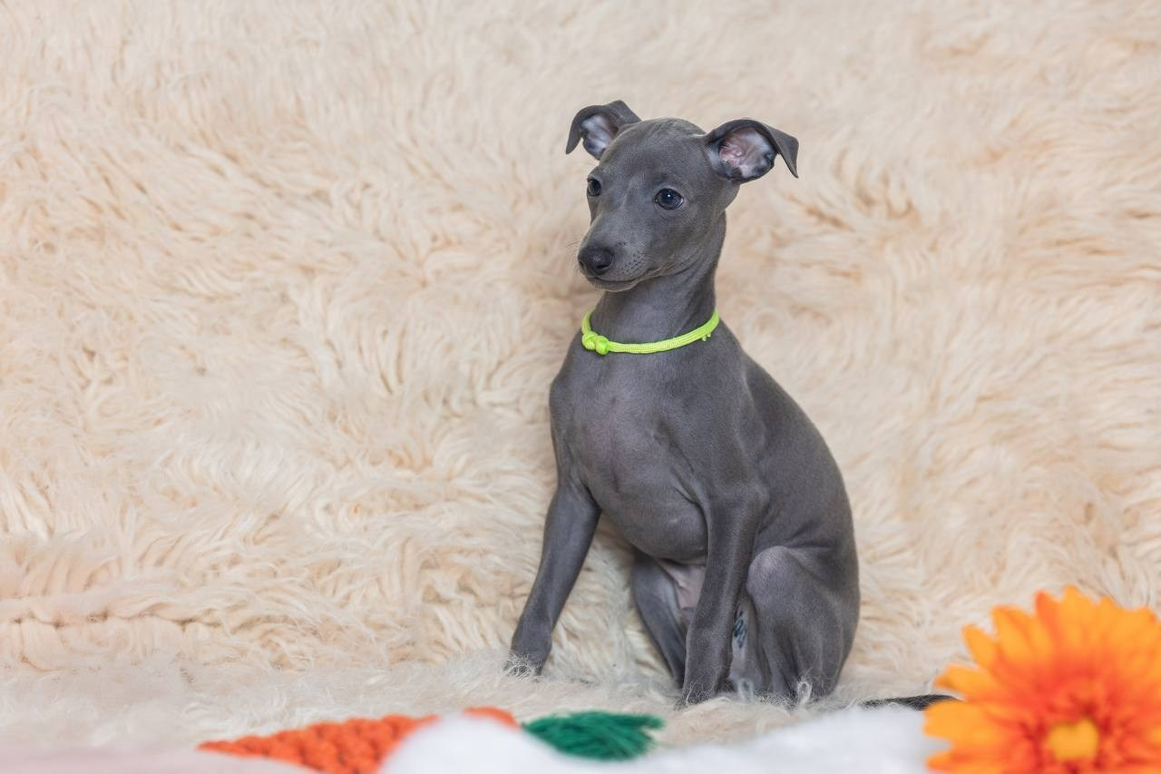 Angelo Celeste Laurus for Asti Sapphire. Профессиональный питомник левреток РКФ/FCI ASTI SAPPHIRE 💎 Сочи|Санкт-Петербург