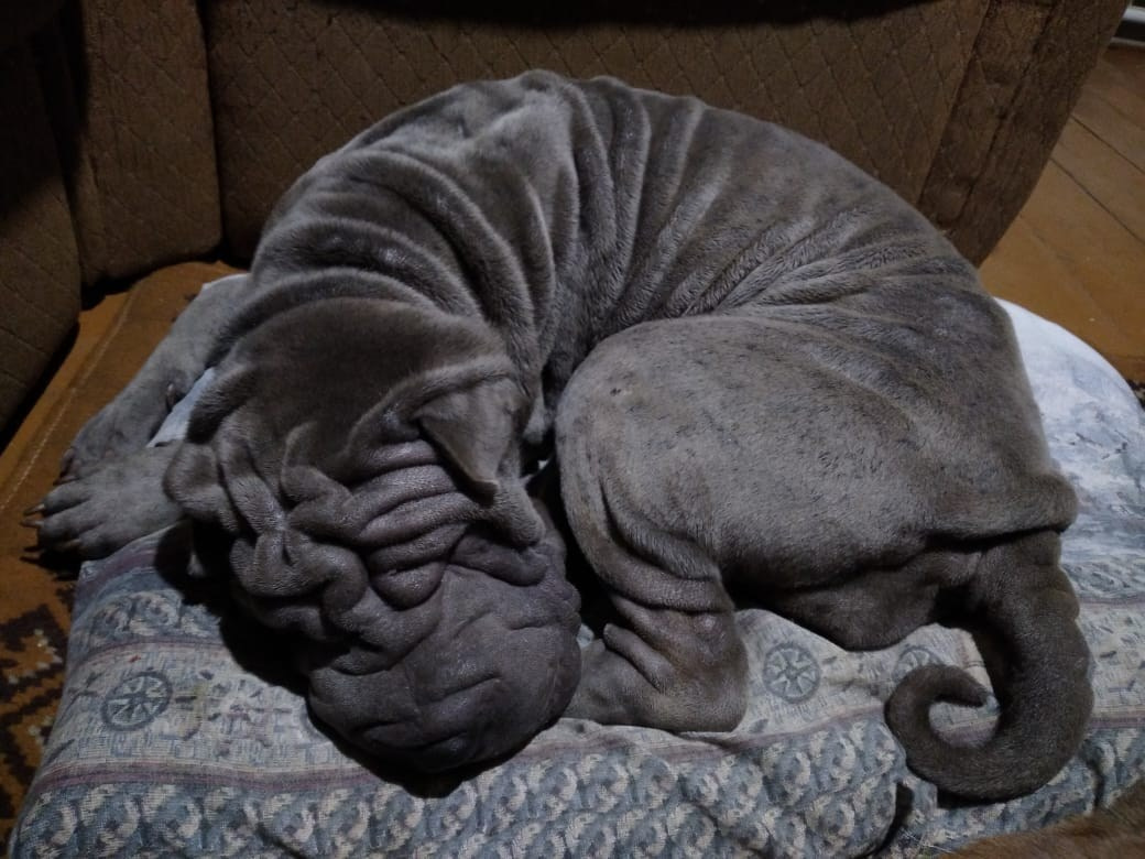 Купить Шарпей Улан Удэ, Купить Шарпея Улан Удэ, Купить щенка Шарпей Улан Удэ, ТОП питомник Шарпеев Улан Удэ, Питомник Шарпей Улан Удэ,