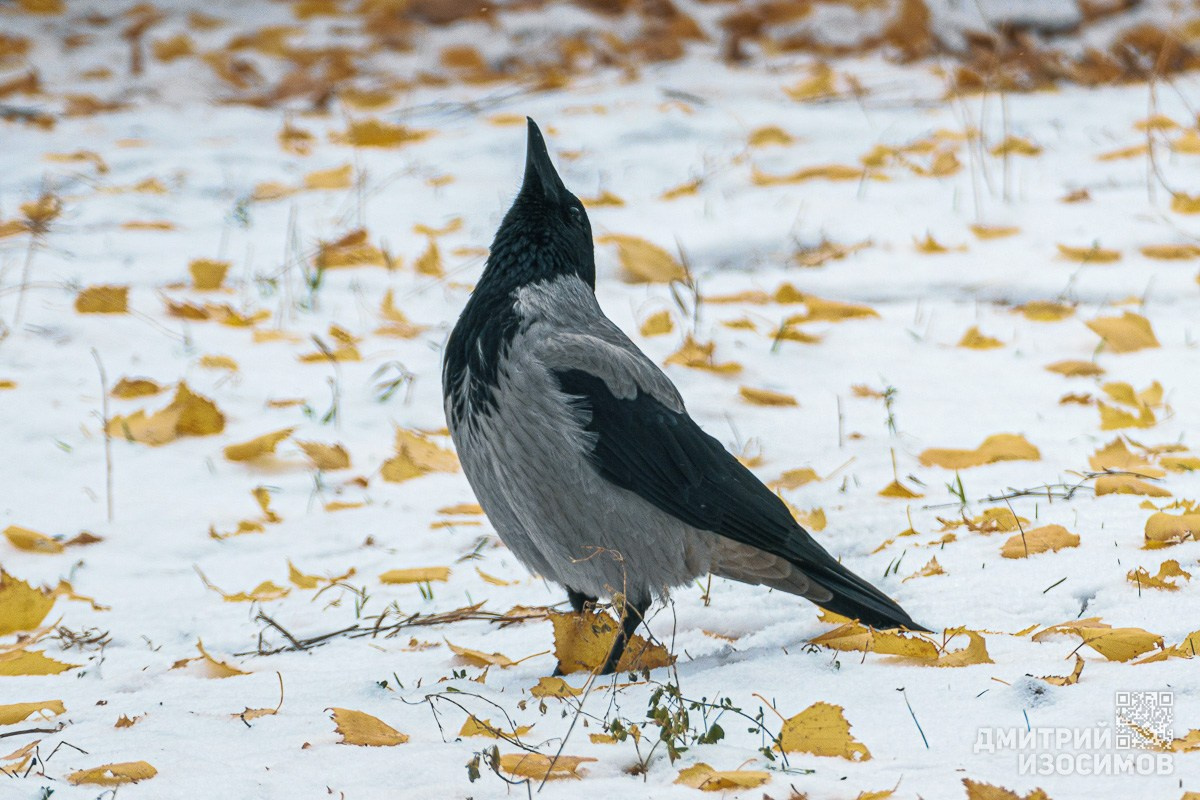 В последнюю осень