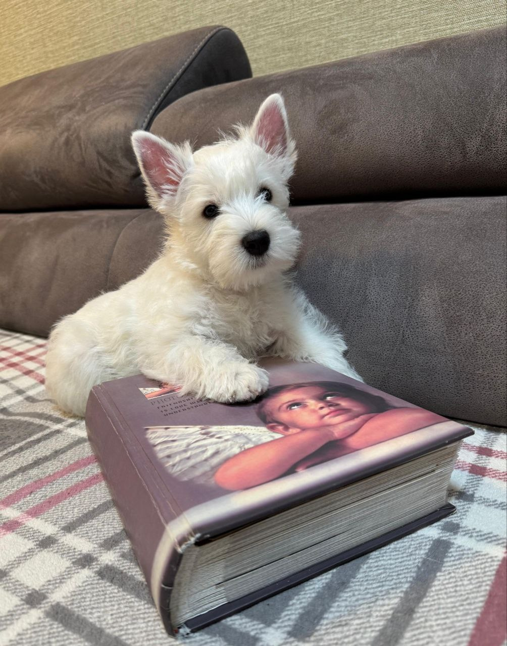 Щенки 250 725. Питомник собак породы вест хайленд вайт терьер в Москве