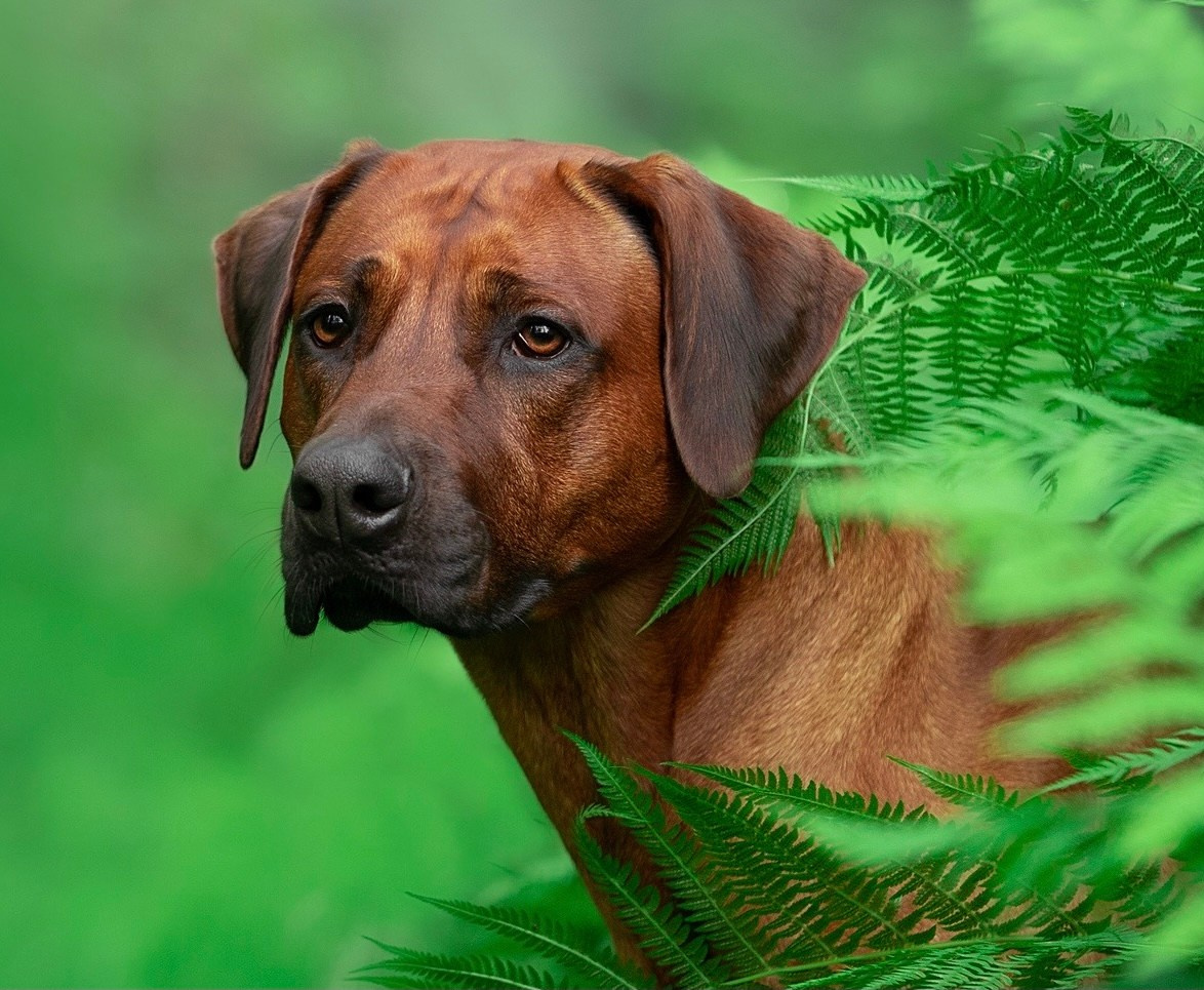 Родезийские Риджбеки в Санкт-Петербурге
