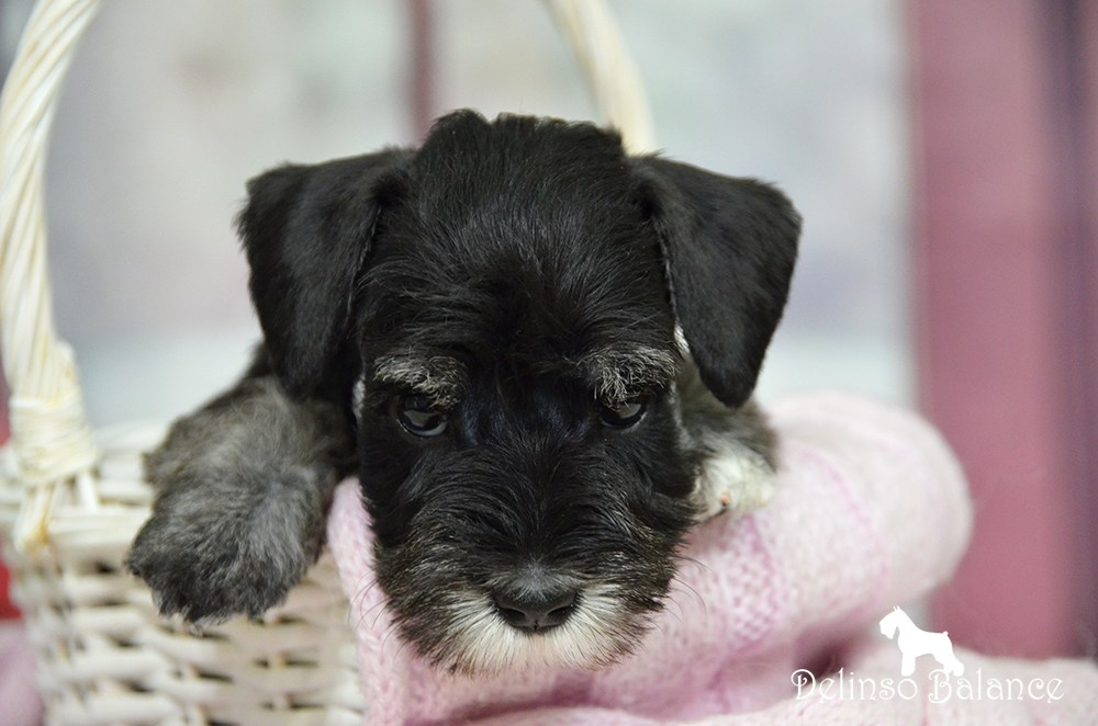 Питомник Делинсо Бэлэнс, щенки цвергшнауцера, купить щенка цвергшнауцера, питомник цвергшнауцеров, кобель цвергшнауцера для вязки, щенок цвергшнауцера, питомник цвергшнауцеров, черный с серебром, цверг, лучший питомник в беларуси, цвергшнауцеры минск, питомник цвергшнауцеров Минск, цвергшнауцер