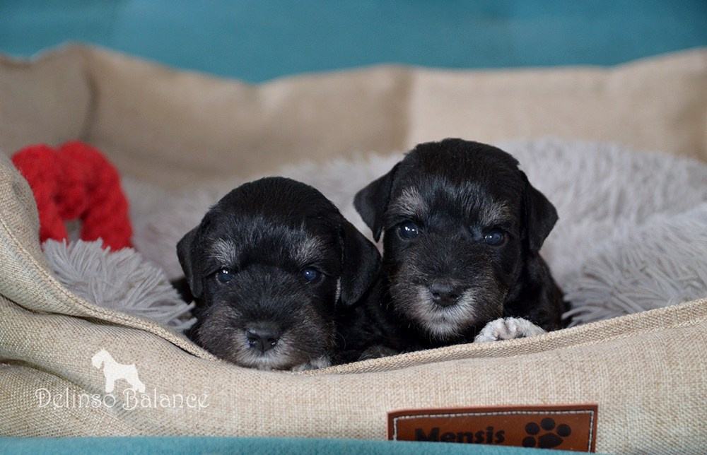 Питомник Делинсо Бэлэнс, щенки цвергшнауцера, купить щенка цвергшнауцера, питомник цвергшнауцеров, кобель цвергшнауцера для вязки, щенок цвергшнауцера, питомник цвергшнауцеров, черный с серебром, цверг, лучший питомник в беларуси, цвергшнауцеры минск, питомник цвергшнауцеров Минск, цвергшнауцер