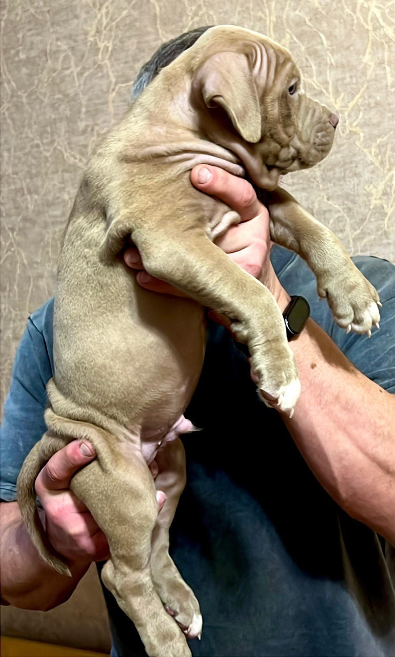 Все свободные щенки. Американские булли XL в г. Калининград. Питомник Great Bully UNIVERSE