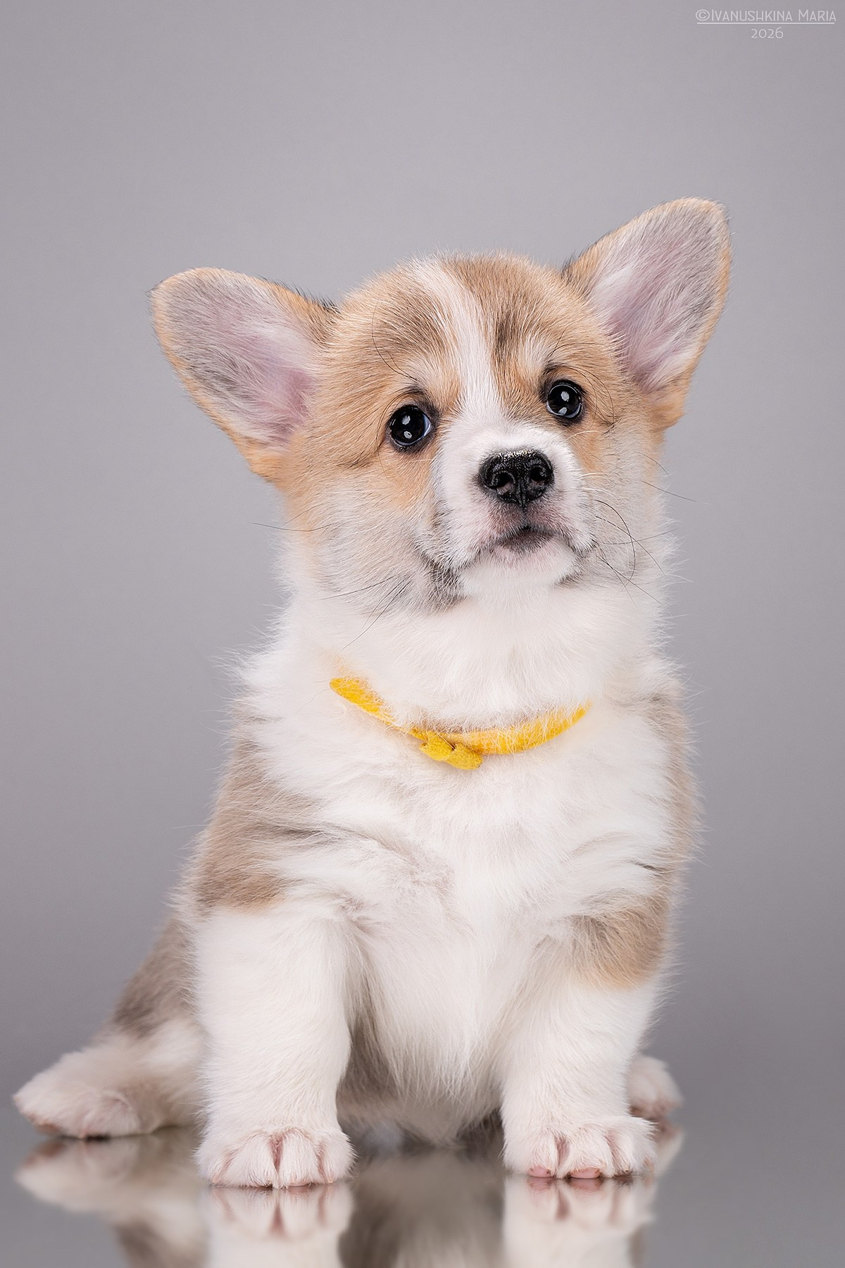 Фотосессия щенков на фонах. Фотограф собак в Москве и Московской области Иванушкина Мария