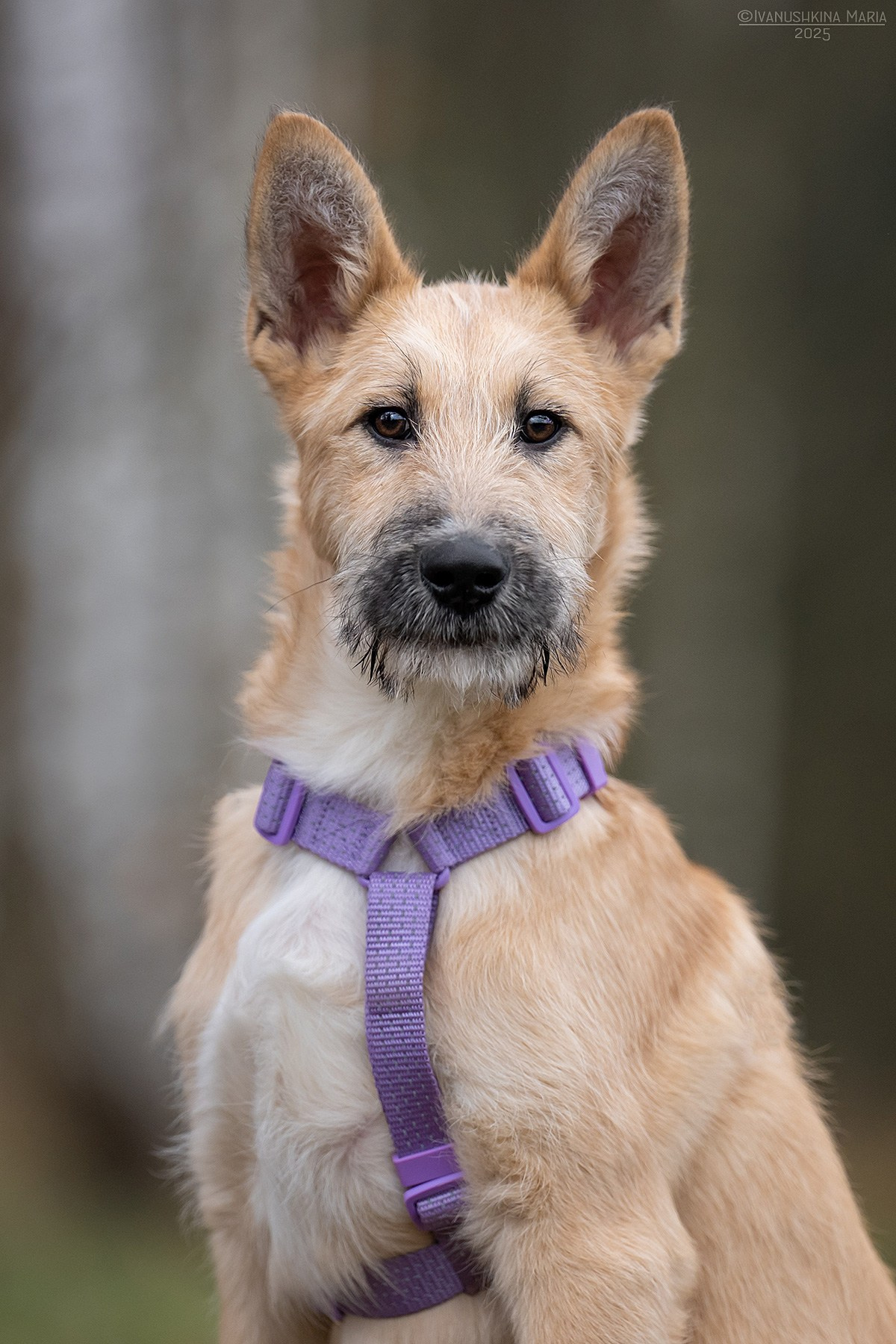 Пиарные фотосессии собак на пристройство. Фотограф собак в Москве и Московской области Иванушкина Мария