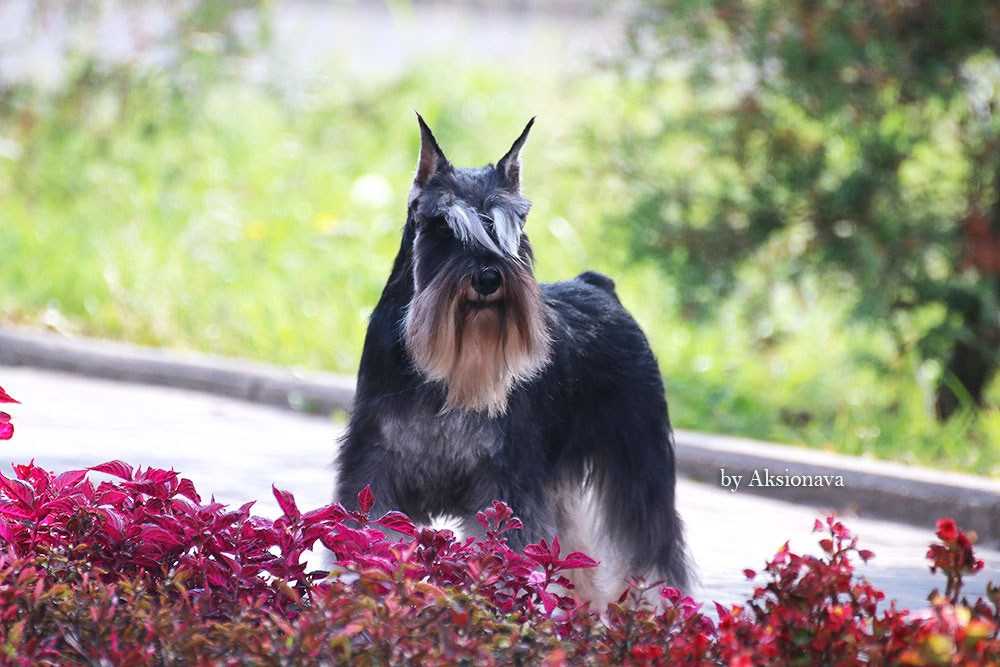 #delinsobalance #цвергшнауцер #питомникцвергшнауцеров #цвергшнауцерыбеларуси #питомникцвергшнауцеровбеларусь