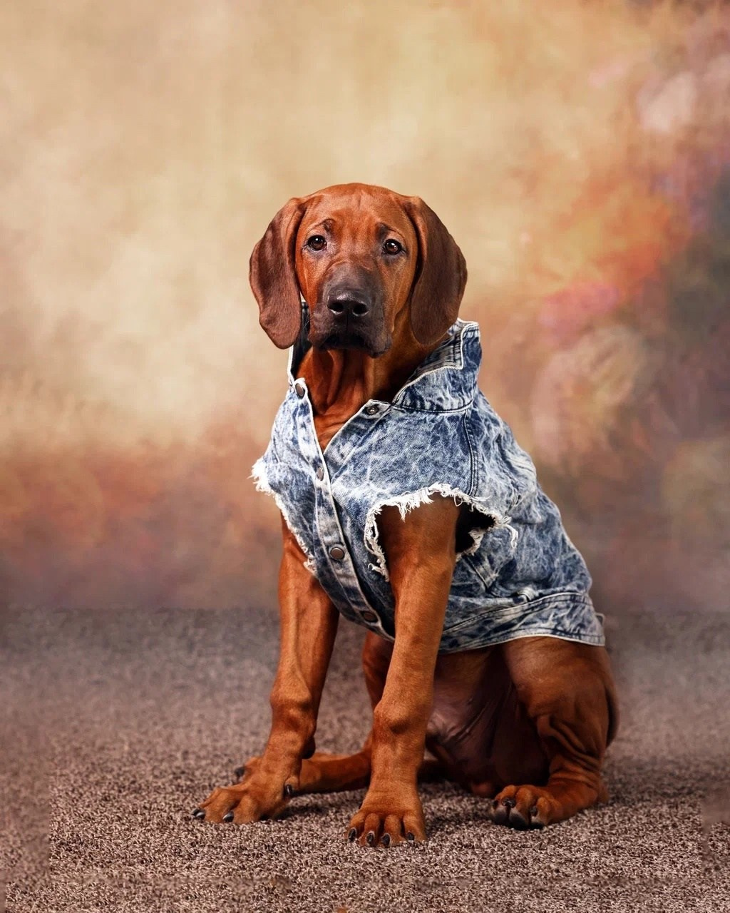 BILBERRY BISCUITS Iz Doma Narayzi. Родезийские Риджбеки в Санкт-Петербурге