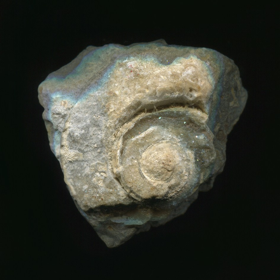 Pulherrima Rosa. Плёночный фотограф Юлия Андрейченко в Москве