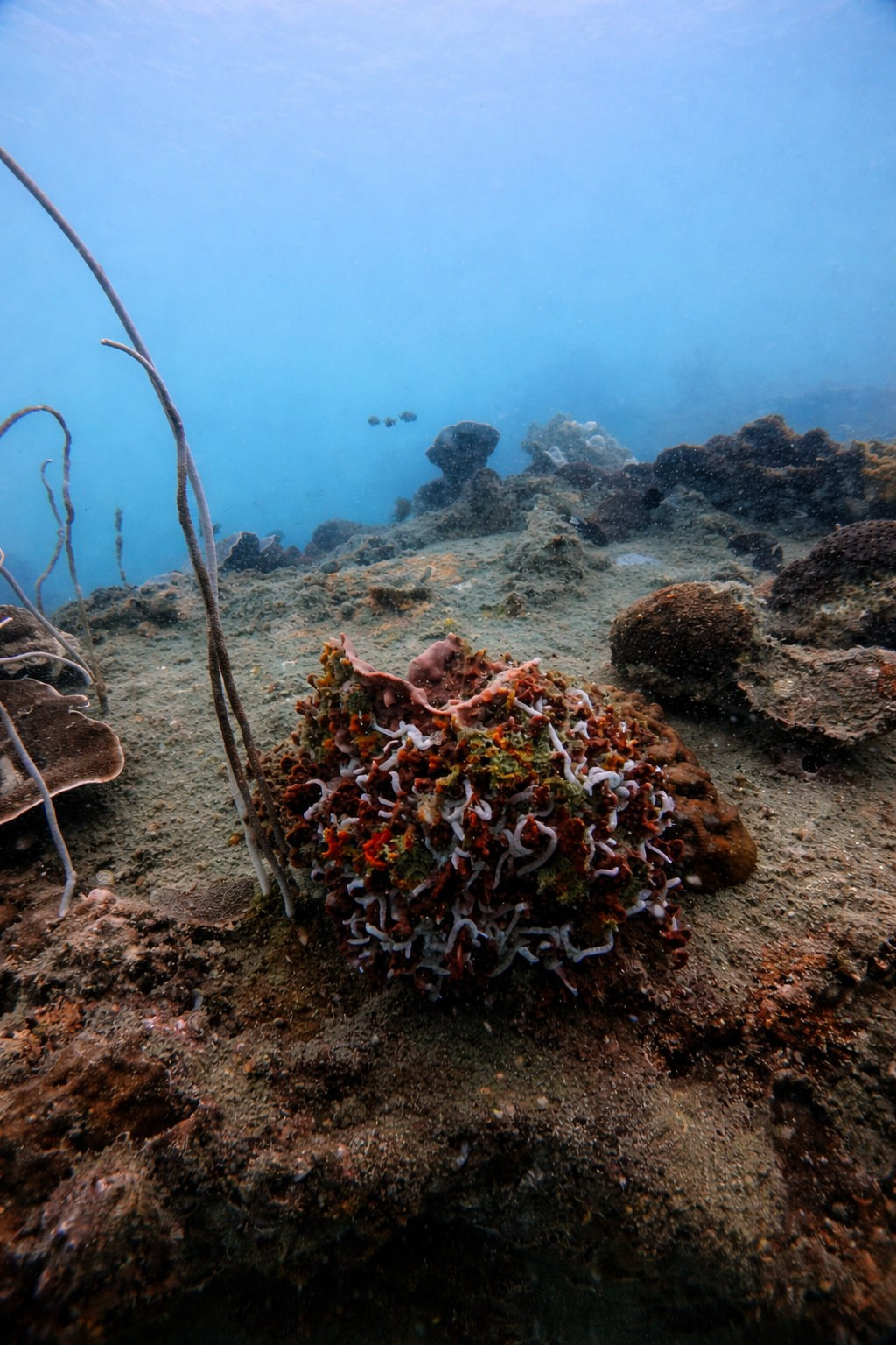 Дайвинг во Вьетнаме. Индивидуальные Экскурсии. Дайвинг во Вьетнаме. Индивидуальные Экскурсии