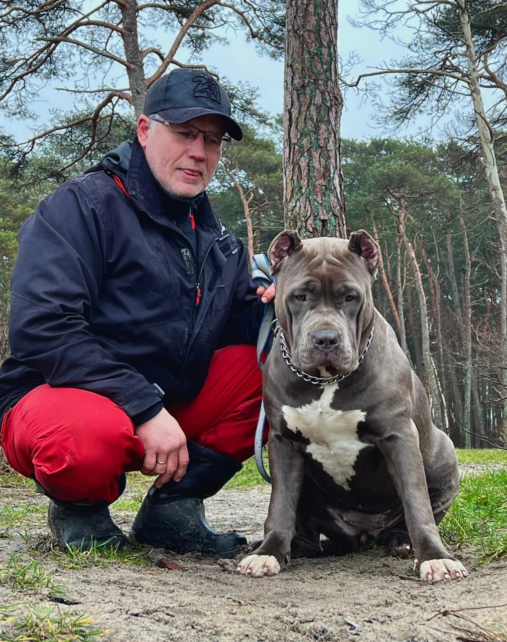 GBU Lakshmi. Американские булли XL в г. Калининград. Питомник Great Bully UNIVERSE